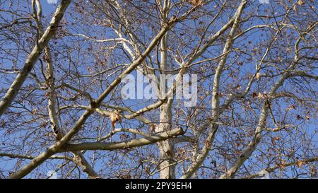 Kastanienbaum (Aesculus hippocastanum) im Winter sind die Blätter trocken und braun Stockfoto