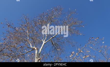 Kastanienbaum (Aesculus hippocastanum) im Winter sind die Blätter trocken und braun Stockfoto