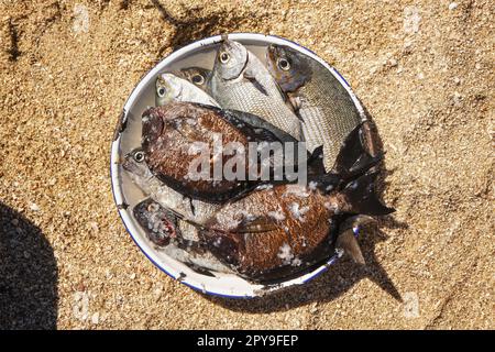 Sonne scheint auf frisch gefangenen Seefischen auf Stahlteller am Strand - grillbereit, Blick von oben Stockfoto