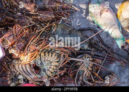 Frisch Gefangene Meeresfrüchte, Krebstiere und einige Fische auf einem Haufen am Strand, Nahaufnahmen Stockfoto