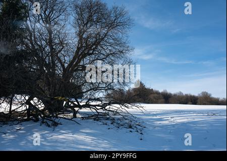 Winterlandschaft mit viel Schnee und einem großen Baum im Vordergrund Stockfoto