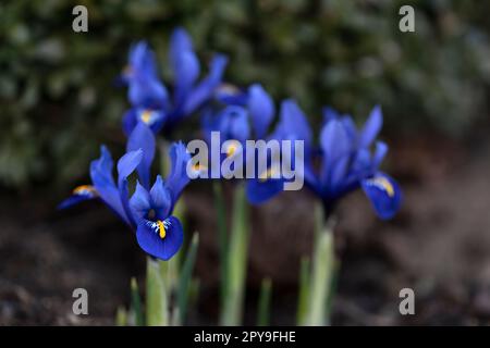 Blüten der Blauen Iris reticulata im Garten Stockfoto