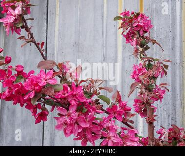 Im Frühjahr wurde die Krabbenapfelsorte „Guardsman“, Malus trilobata „Guardsman“, wunderschön blumig. Natürliche Nahblüte/Früchte Stockfoto