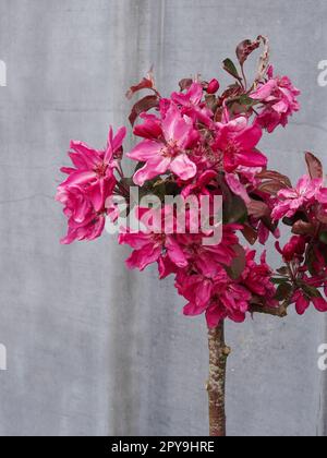 Im Frühjahr wurde die Krabbenapfelsorte „Guardsman“, Malus trilobata „Guardsman“, wunderschön blumig. Natürliche Nahblüte/Früchte Stockfoto