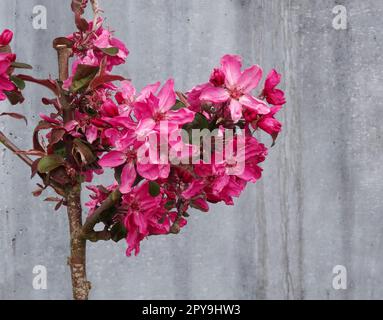 Im Frühjahr wurde die Krabbenapfelsorte „Guardsman“, Malus trilobata „Guardsman“, wunderschön blumig. Natürliche Nahblüte/Früchte Stockfoto