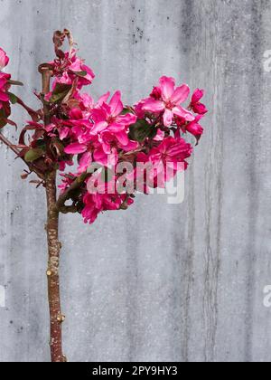 Im Frühjahr wurde die Krabbenapfelsorte „Guardsman“, Malus trilobata „Guardsman“, wunderschön blumig. Natürliche Nahblüte/Früchte Stockfoto