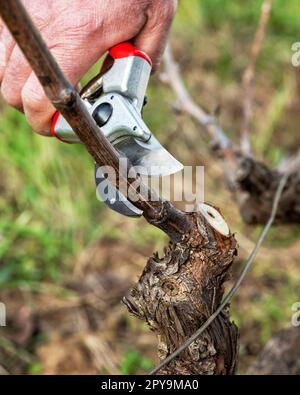 Ein Bauer, der im Winter den Reben schneidet. Landwirtschaft. Stockfoto