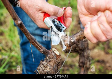 Ein Bauer, der im Winter den Reben schneidet. Landwirtschaft. Stockfoto