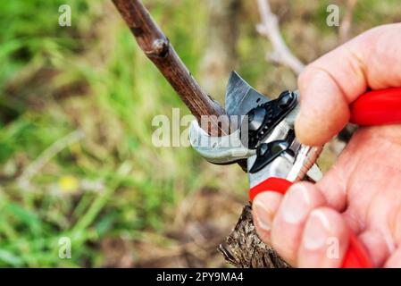 Ein Bauer, der im Winter den Reben schneidet. Landwirtschaft. Stockfoto