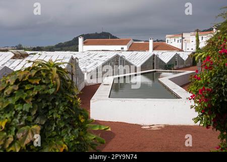 Ananasplantage, Faja de Baixo, Sao Miguel, Azoren, Portugal, Die Plantage von Dr. Augusto Arruda Stockfoto