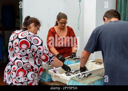 Menschen verarbeiten Fisch, Sao Mateus de Calheta aus Terceira, Azoren, Portugal Stockfoto