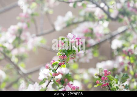 Nahaufnahme mit reichlich Apfelblüten (Malus pumila, Malus domestica), die im Frühling auf einem ungeschulten Baum blühen. England, Großbritannien Stockfoto