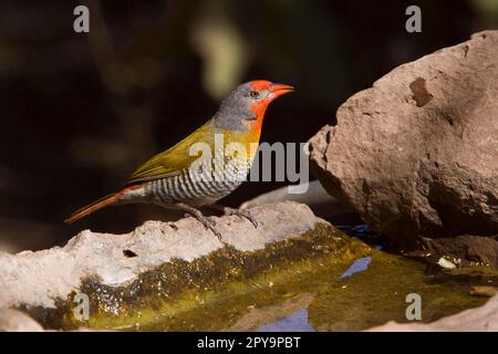 Buntastrild, Buntastrilde, Finken, Singvögel, Tiere, Birds, Male Melba Finch, Südafrika Stockfoto