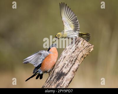 Aberystwyth, Ceredigion, Wales, Großbritannien. 03. Mai 2023. Ein männlicher Bullfink (rot) versucht, eine weibliche Siskin von einem Steg in Mid Wales wegzuschrecken. Die Sickking hielt standhaft und gewann den Tag. Zu dieser Jahreszeit gibt es eine große Konkurrenz um Saatgut, da die benachbarten hängenden Feeder voll sind. Kredit: Phil Jones/Alamy Live News Stockfoto