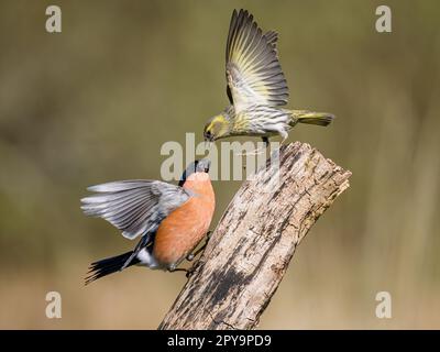 Aberystwyth, Ceredigion, Wales, Großbritannien. 03. Mai 2023. Ein männlicher Bullfink (rot) versucht, eine weibliche Siskin von einem Steg in Mid Wales wegzuschrecken. Die Sickking hielt standhaft und gewann den Tag. Zu dieser Jahreszeit gibt es eine große Konkurrenz um Saatgut, da die benachbarten hängenden Feeder voll sind. Kredit: Phil Jones/Alamy Live News Stockfoto