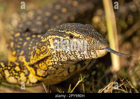 Nahaufnahme des Nilmonitors mit ausgeflippter Zunge Stockfoto