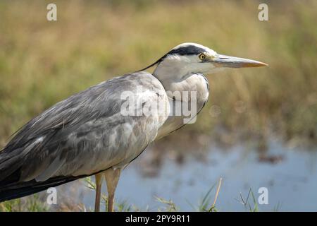 Nahaufnahme eines grauen Reiherons am Flussufer Stockfoto