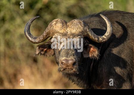 Nahaufnahme des männlichen Cape Buffalo in der Sonne Stockfoto