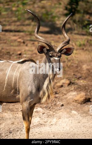 Nahaufnahme des männlichen Großkudu, der starrt Stockfoto