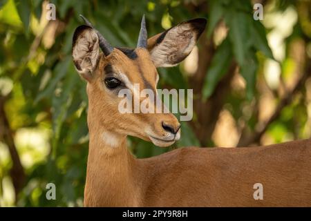 Nahaufnahme eines jungen gewöhnlichen Impalas, der die Kamera ansieht Stockfoto