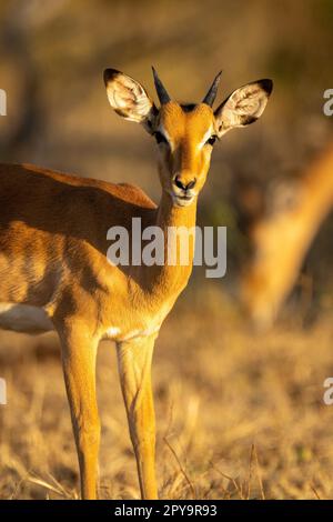 Nahaufnahme eines jungen männlichen gewöhnlichen Impalas, das starrt Stockfoto