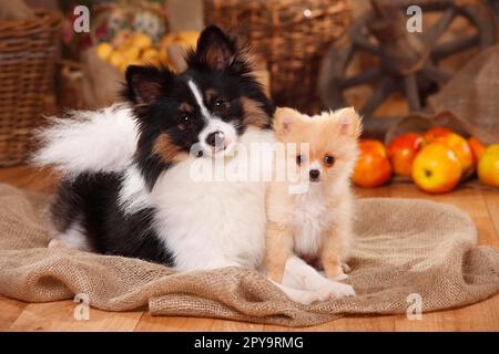 Mischhund mit Hündchen, 12 Wochen (Spitz Cross) Stockfoto