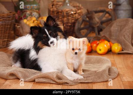 Mischhund mit Hündchen, 12 Wochen (Spitz Cross) Stockfoto