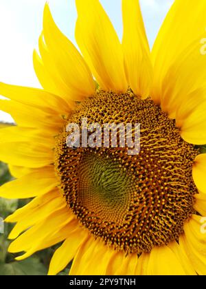 Eine Biene befruchtet eine Sonnenblume in einer Nahaufnahme des Feldes Stockfoto