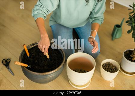 Nahaufnahme-Weibchen baut Topfpflanzen zu Hause an, bewässert und pflanzt Blumen - Garten- und Hauspflanzenpflege-Konzept Stockfoto