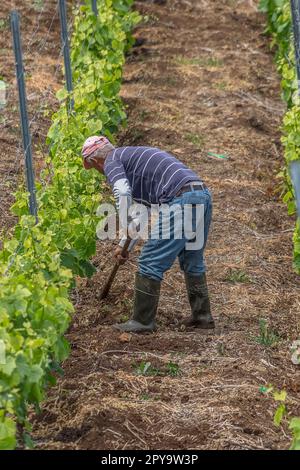 Madeira Island Portugal - 04 21 2023: Sicht auf Landwirte, die mit Hacken arbeiten, Unkraut ziehen und Reben auf dem Rebenfeld gießen. Typische Weinberge für Stockfoto