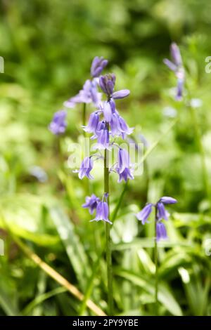 Britische Blaue Glocke, Hyacinthoides non-scripta, Blüte im Frühling in britischem Gartenwald, glockenförmige mehrjährige Kräuter, 2023 Stockfoto
