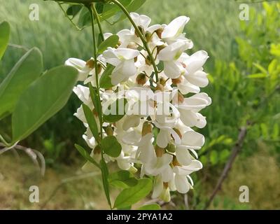 Die Blumen der weißen Akazien. Robinia pseudoacacia, gemeinhin als schwarze Johannisbeere bekannt. Weiße, duftende Blumen wie eine gute Honigpflanze. Anziehung von Bienen und Hummeln. Stockfoto