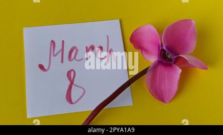 Weißes, leeres Blatt Papier auf gelbem Hintergrund. Auf der rechten Seite befindet sich eine rosafarbene Blüte aus Cyclamen. Die Inschrift März 8 Stockfoto