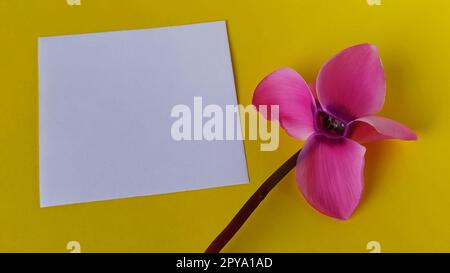 Weißes, leeres Blatt Papier auf gelbem Hintergrund. Auf der rechten Seite befindet sich eine rosafarbene Blüte aus Cyclamen. Speicherplatz kopieren Stockfoto