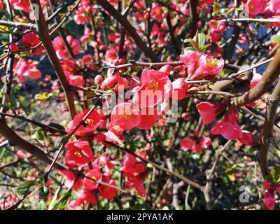 Wunderschöne rosa und rote Henomeles-Blumen. Sträucher ohne Blätter blühen im Frühling. Zarte Blütenblätter und gelbe Stäbchen und Pistillen mit Nektar. Grußkarte oder Blumenstrauß. Symbol der erwachenden Natur. Stockfoto