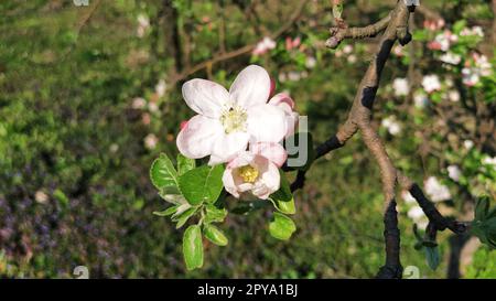 Zarte Blütenblätter von Apfelbaum. Apfelbäume in üppigen blühenden weißen Blumen. Pistille und Stäbchen sind bemerkbar. Frühling im Obstgarten. Der Beginn der landwirtschaftlichen Arbeit Stockfoto