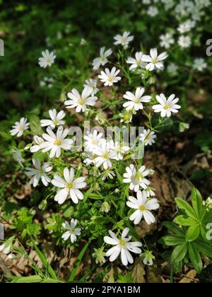 Waldsternfische. Zarte weiße Blumen im Wald. Antidiabetikum, natürliches Süßungsmittel. Schöne Heilpflanzen. Weichzeichner Stockfoto