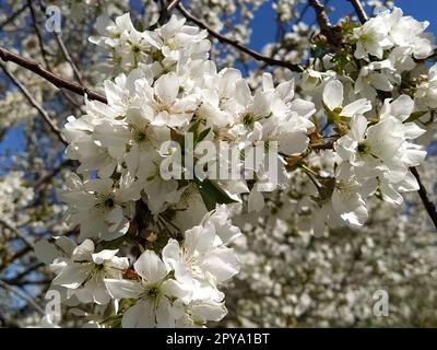 Zarte Blütenblätter von Apfelbaum. Apfelbäume in üppigen blühenden weißen Blumen. Pistille und Stäbchen sind bemerkbar. Frühling im Obstgarten. Der Beginn der landwirtschaftlichen Arbeit Stockfoto