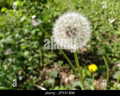 Weißer Löwenzahn mit Samen. Waldrasen mit milden Pflanzen. Rasen mit Blumen. Flauschige Kugel oder Kugel. Schließen Stockfoto