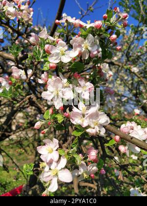 Zarte Blütenblätter von Apfelbaum. Apfelbäume in üppigen blühenden weißen Blumen. Pistille und Stäbchen sind bemerkbar. Frühling im Obstgarten. Der Beginn der landwirtschaftlichen Arbeit Stockfoto