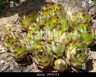 Echeveria oder Steinrosenpflanze, hellgrüne Seitenansicht in Nahaufnahme auf Holzhintergrund Stockfoto