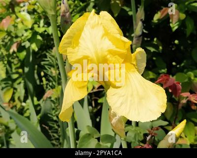 Nahaufnahme der gelben Irisblende. Anmutige Blume im Garten. Stockfoto