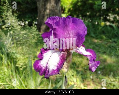 Violette Iris Nahaufnahme. Anmutige Blume im Garten Stockfoto