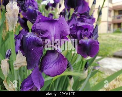 Lila Iris. Wunderschöne zarte Blüten von dunkelblau-lila Irisblüten im Garten. Anmutige Blütenblätter. Weichzeichner. Verschwommenes Bild Stockfoto