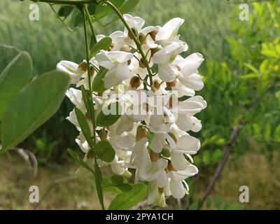 Die Blumen der weißen Akazien. Robinia pseudoacacia, gemeinhin als schwarze Johannisbeere bekannt. Weiße, duftende Blumen wie eine gute Honigpflanze. Schließen Stockfoto