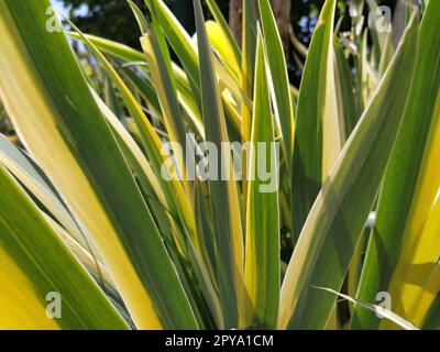 Nahaufnahme von gelb-grün gestreiften Blättern. Iris im Garten. Zur Gattung der mehrjährigen Rhizompflanzen der Iris-Familie. Gelb-grüne, lange gestreifte Blätter. Blumenhintergrund. Gartenarbeit. Stockfoto