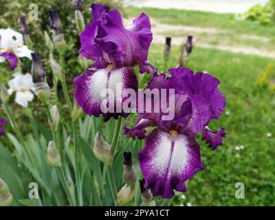 Zwei wunderschöne weiße und lila Iris Nahaufnahmen. Anmutige Blume im Garten Stockfoto