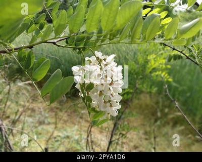 Die Blumen der weißen Akazien. Robinia pseudoacacia, gemeinhin als schwarze Johannisbeere bekannt. Weiße, duftende Blumen wie eine gute Honigpflanze. Anziehung von Bienen und Hummeln Stockfoto