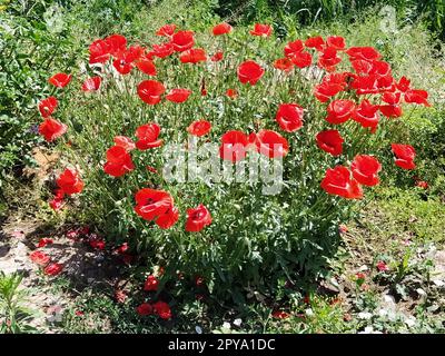 Blühende rote Mohnblumen an der Seite vor einem blauen Himmel. Quelle des Opiums. Wilde Blumen auf dem Feld. Sanfte Mohnblüten, die in der hellen Sonne glitzern. Der Wind bläst Blumen Stockfoto