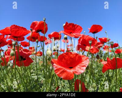 Blühende rote Mohnblumen an der Seite vor einem blauen Himmel. Quelle des Opiums. Wilde Blumen auf dem Feld. Sanfte Mohnblüten, die in der hellen Sonne glitzern. Der Wind bläst Blumen Stockfoto